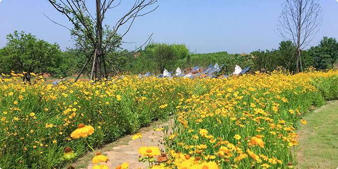 园区规划六大梅兰竹菊樱为主题，花开遍地